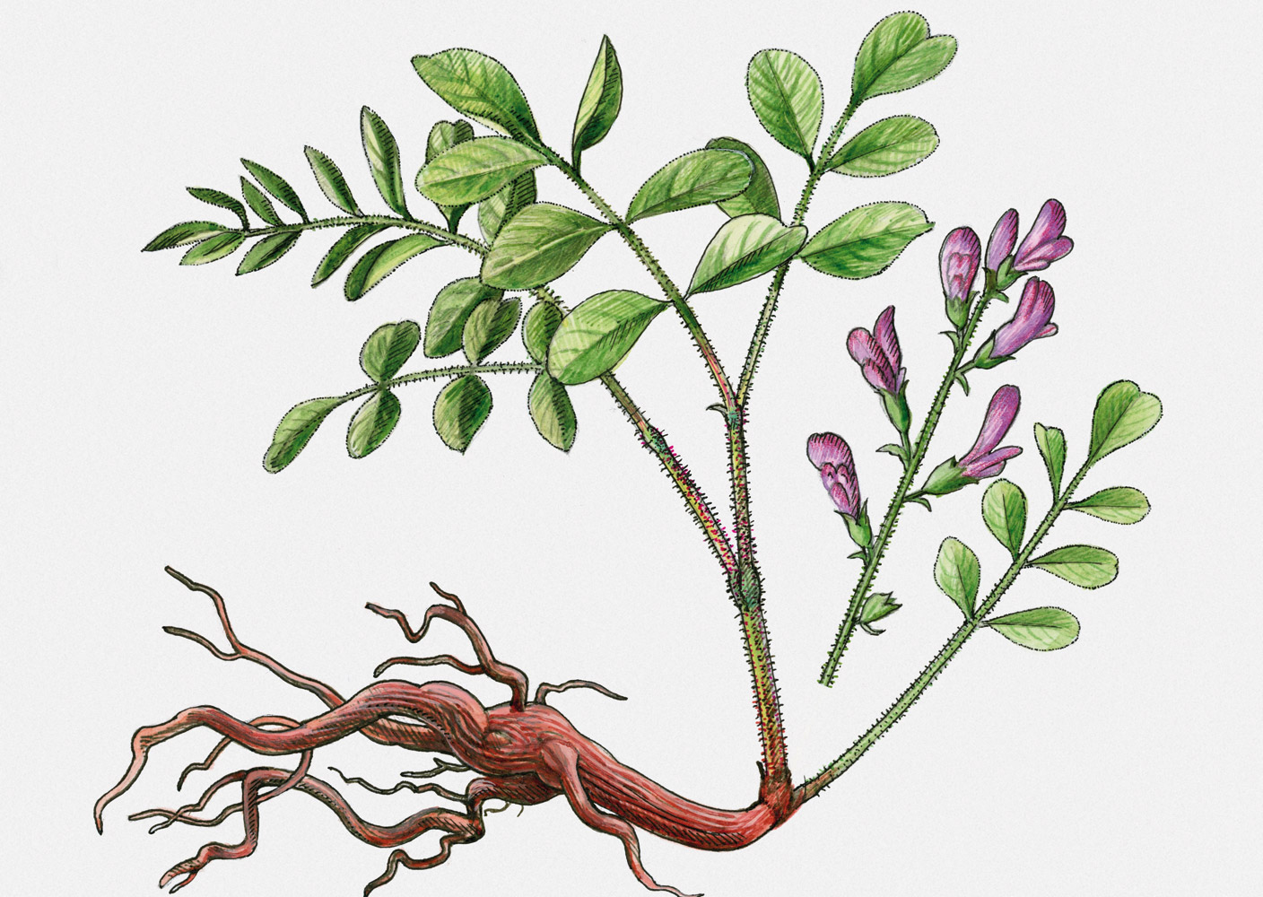 Корень Солодка Glycyrrhiza glabra